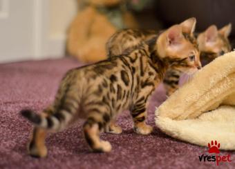 Ράτσα: Άγνωστο - Ημίαιμο | Ηλικία: 2,5 μηνών | Φύλο: Θηλυκό | Αρ. Microchip: 9802606923034 | Ιδιώτης | Pedigree | Περιοχή: Αθήνα, Αττική